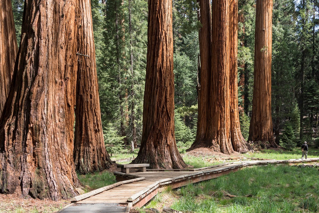 10 Oldest Trees in the world