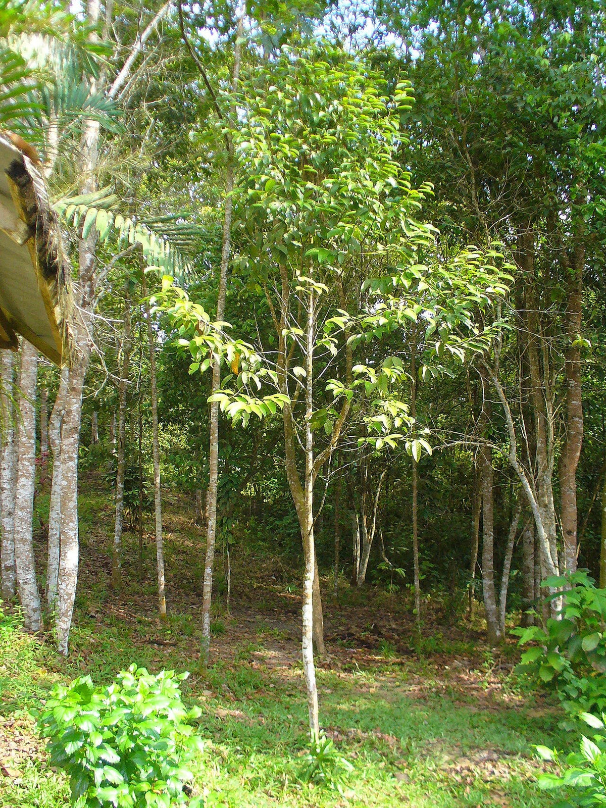 Yellow Meranti Tree: Ultimate Guide to This Majestic Timber