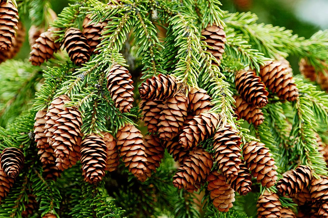Spruce Tree: Unlocking the Beauty, Benefits, and Care Tips for Your Garden