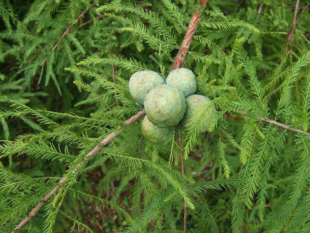 Bald Cypress Tree: The Majestic Aquatic Wonder Transforming Wetlands and Landscapes