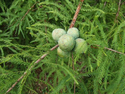 Bald Cypress Tree: The Majestic Aquatic Wonder Transforming Wetlands and Landscapes