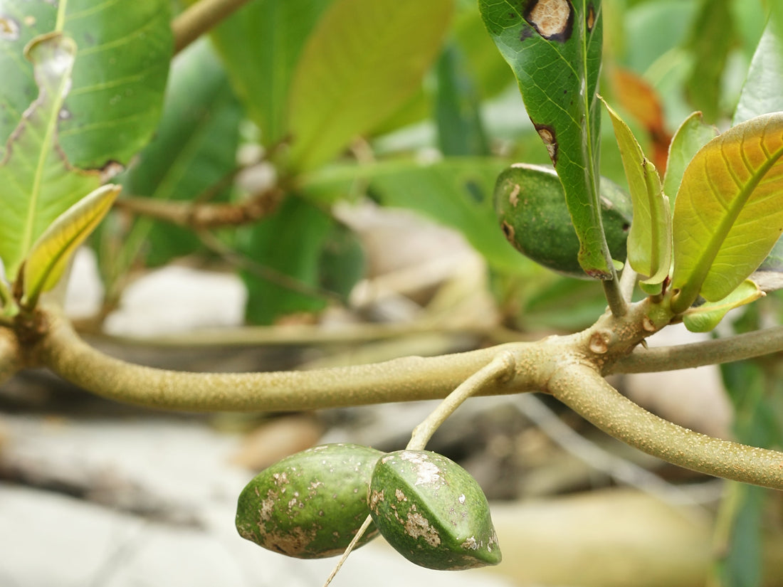 Tiger Almond Tree: Unlocking the Secrets to Its Incredible Health Benefits and Stunning Growth!