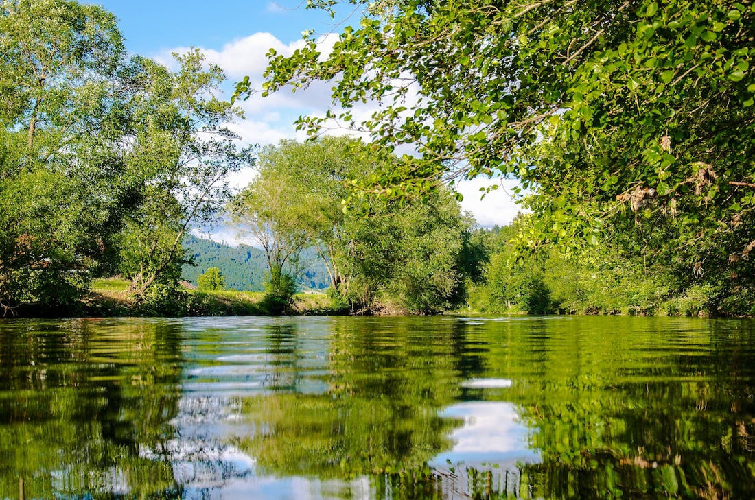 How Tree Plantation is Saving our Rivers: From the Canopy to the Riverbed
