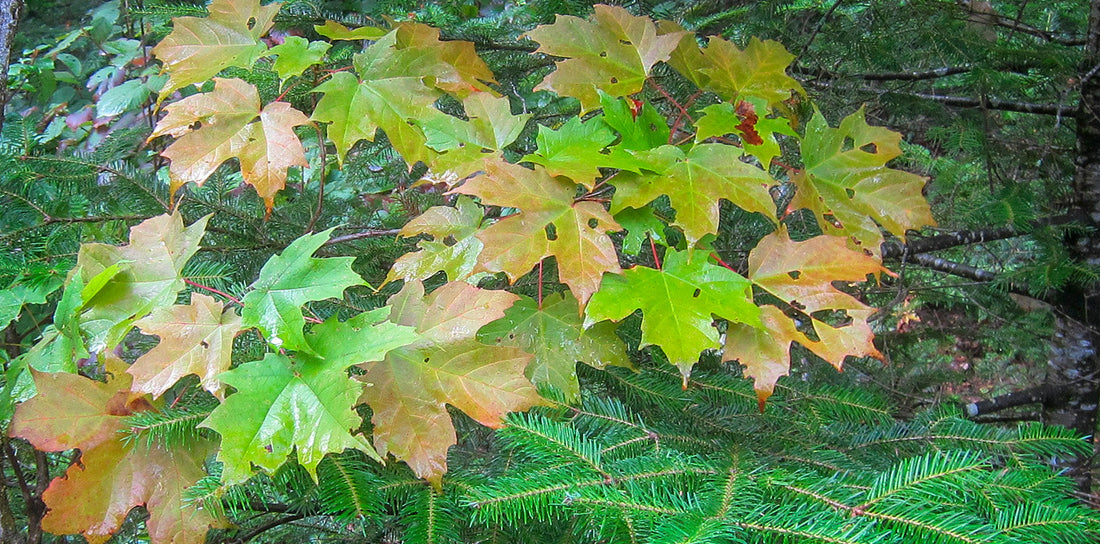 Sugar Maple Tree: Unlocking the Secrets of Nature's Sweetest Gem!