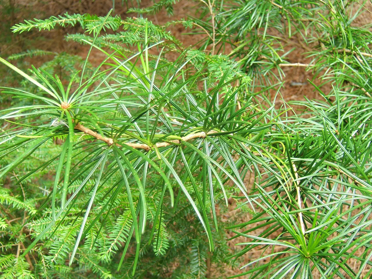Umbrella Pine Tree: The Ultimate Guide to This Majestic Evergreen