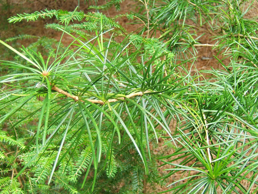 Umbrella Pine Tree: The Ultimate Guide to This Majestic Evergreen for Your Garden