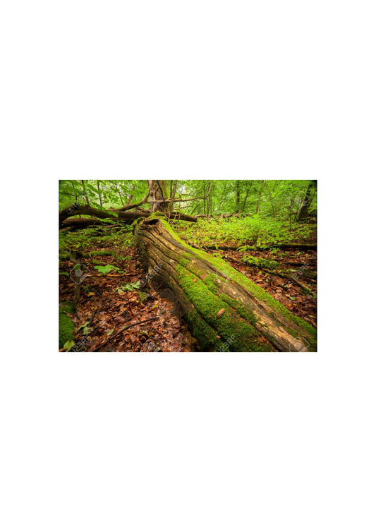 Unveiling the Top 10 Threats to Trees: A Call to Address Deforestation and Climate Change