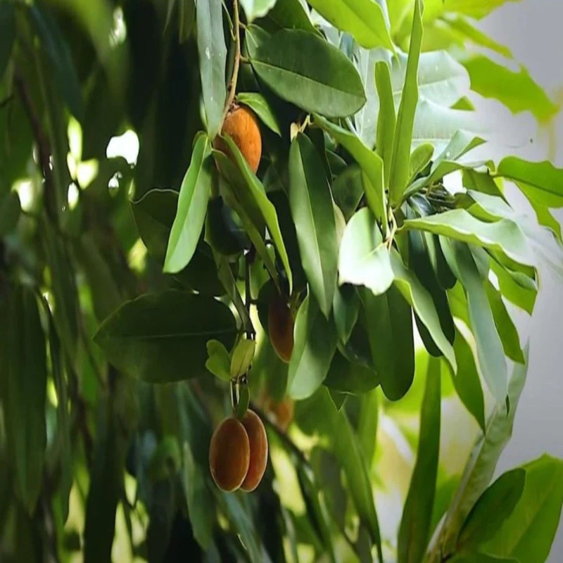 Velvet Apple Tree: Unlocking the Secrets to Growing Nature's Exotic Treasure