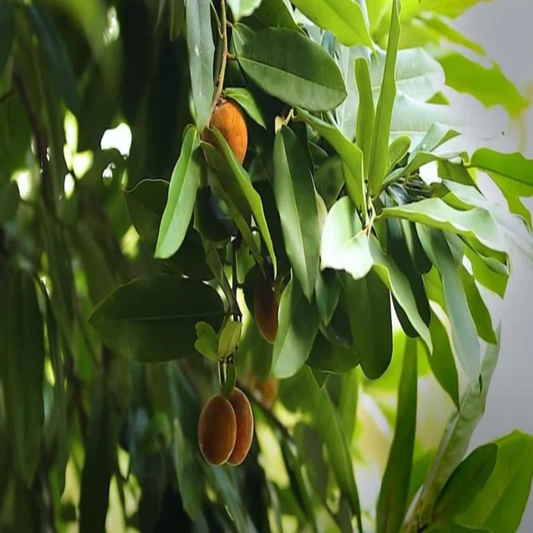 Velvet Apple Tree: Unlocking the Secrets to Growing Nature's Exotic Treasure