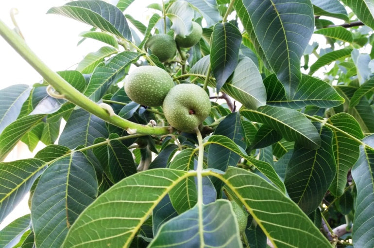 Walnut Tree: Unlocking the Secrets to Health Benefits, Care Tips, and Delicious Recipes