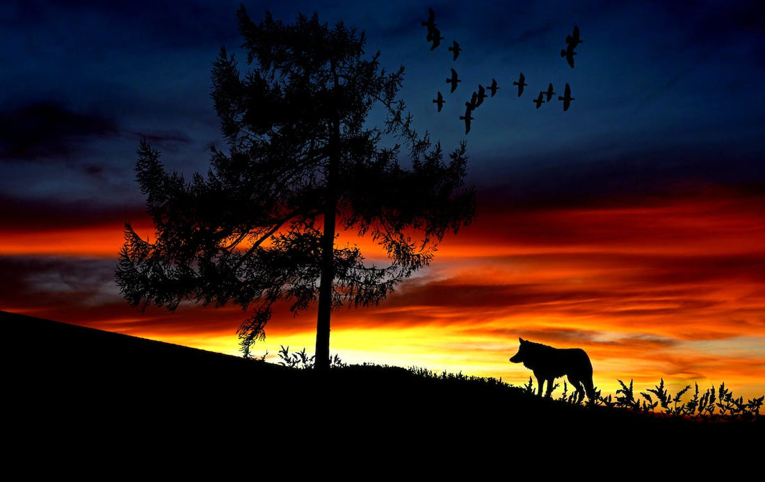 How a pack of wolves changed the course of a river : Incredible story of Yellowstone