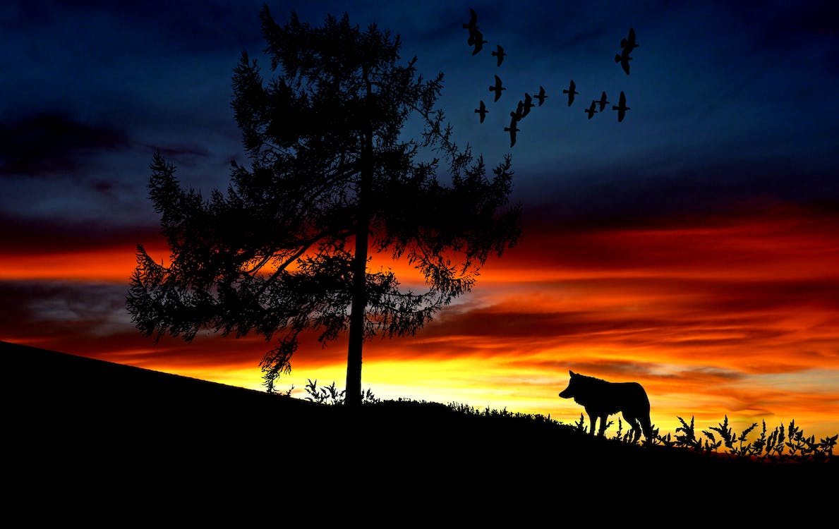 How a Pack of Wolves Changed the Course of a River: Incredible Story of Yellowstone