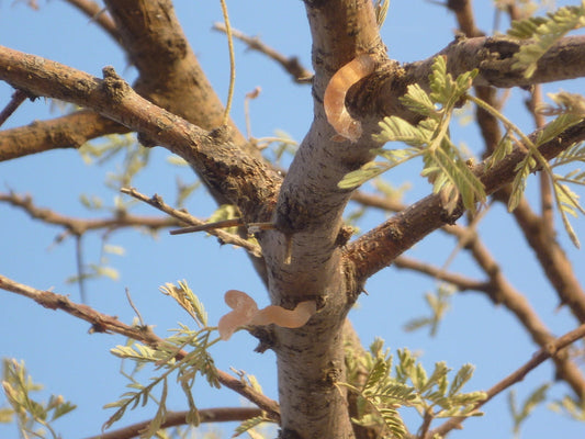 Arabian Gum Tree: Unveiling Nature's Hidden Treasure for Health and Sustainability!