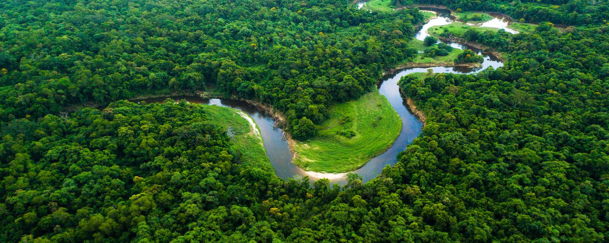Aerial view of a dense forest and winding river, a natural carbon sink