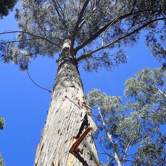 Alpine Ash Tree: The Ultimate Guide to Growing, Caring, and Thriving with This Majestic Species!