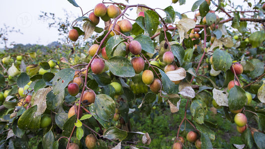 Apple Bear: Nurturing Environmental Resilience