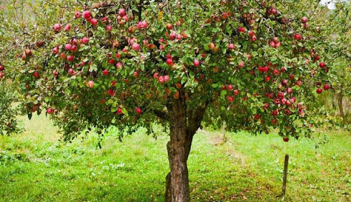 Apple Blossom Tree: The Ultimate Guide to Growing and Caring for Your Stunning Floral Haven