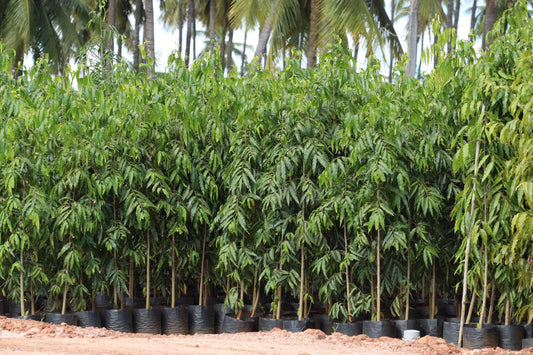 Ashoka Tree: The Blossoms of Hope