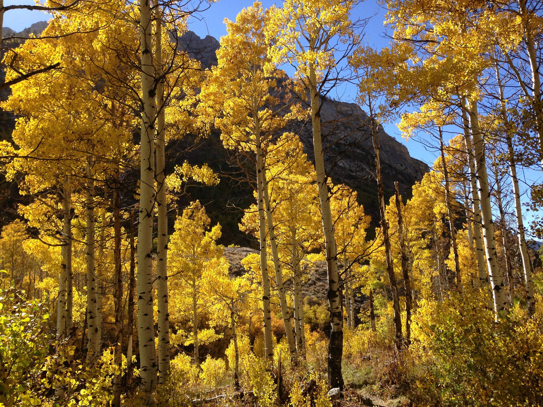 Aspen Tree: Unveiling the Secrets of Nature's Golden Wonder