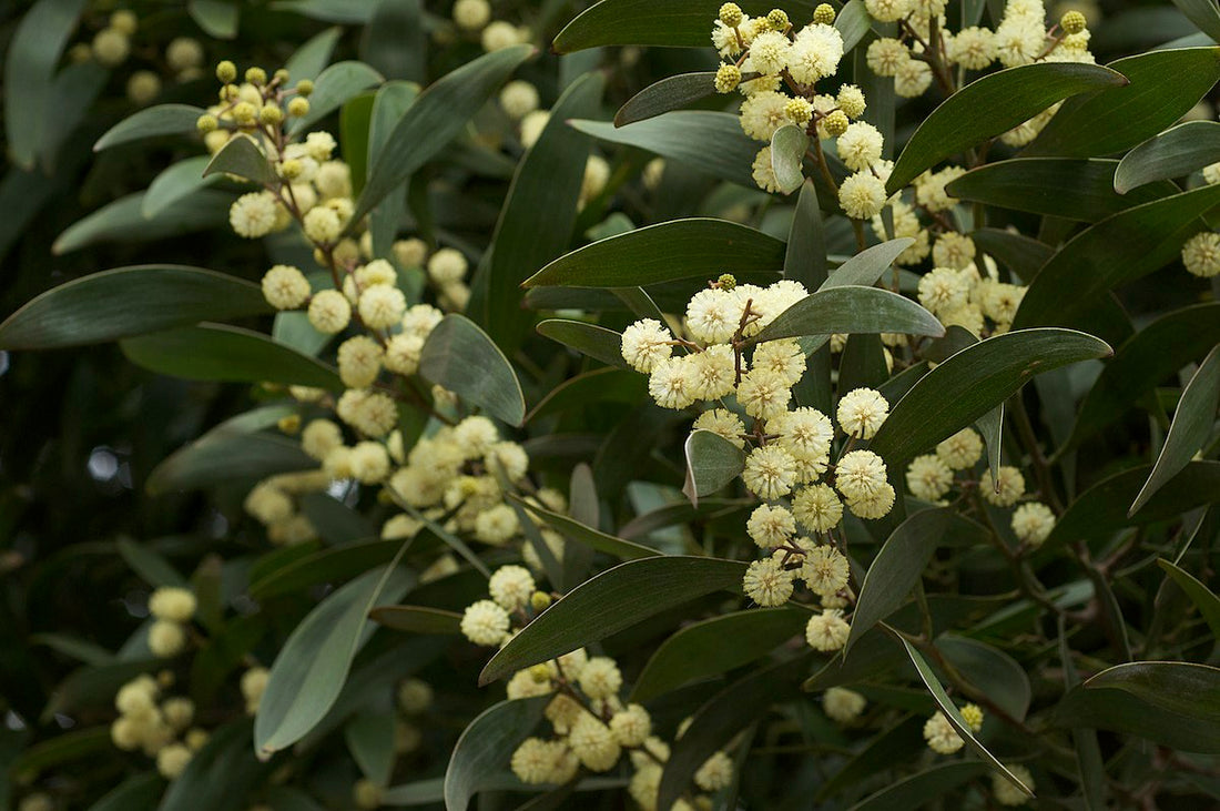 Australian Blackwood Tree: The Ultimate Guide to This Stunning Native Gem and Its Incredible Benefits