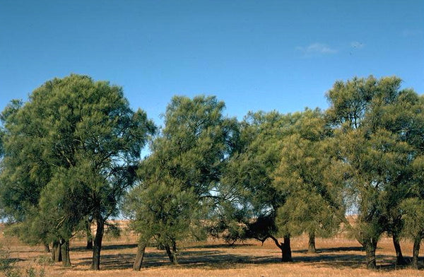 Australian Buloke Tree: The Ultimate Guide to This Resilient Native Wonder and Its Ecological Benefits