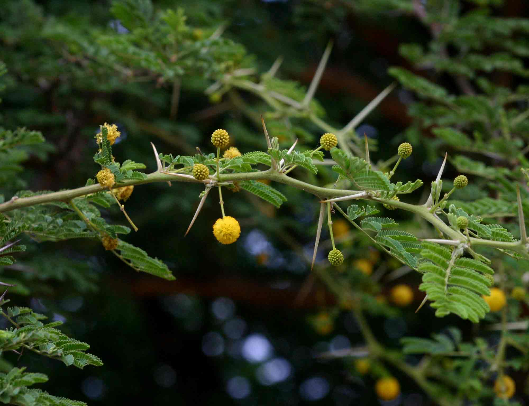 Babul Trees: Their Resilient Nature – Grow Billion Trees