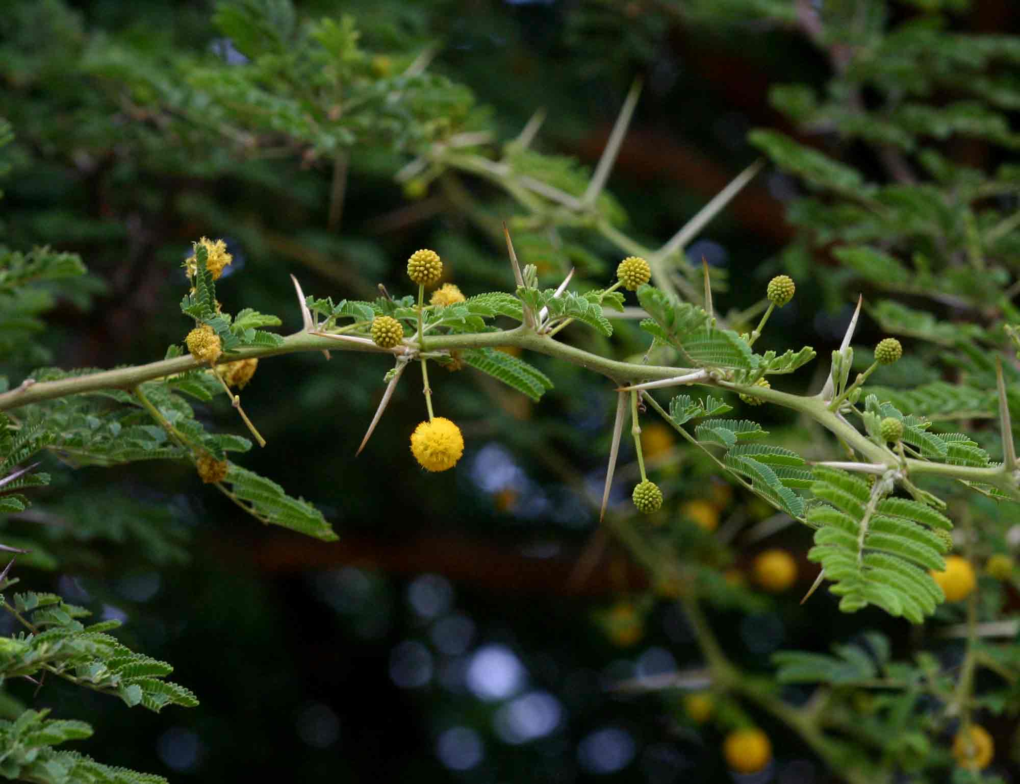 Babul Trees: Their Resilient Nature – Grow Billion Trees Babul Trees: Their Resilient Nature – Grow Billion Trees