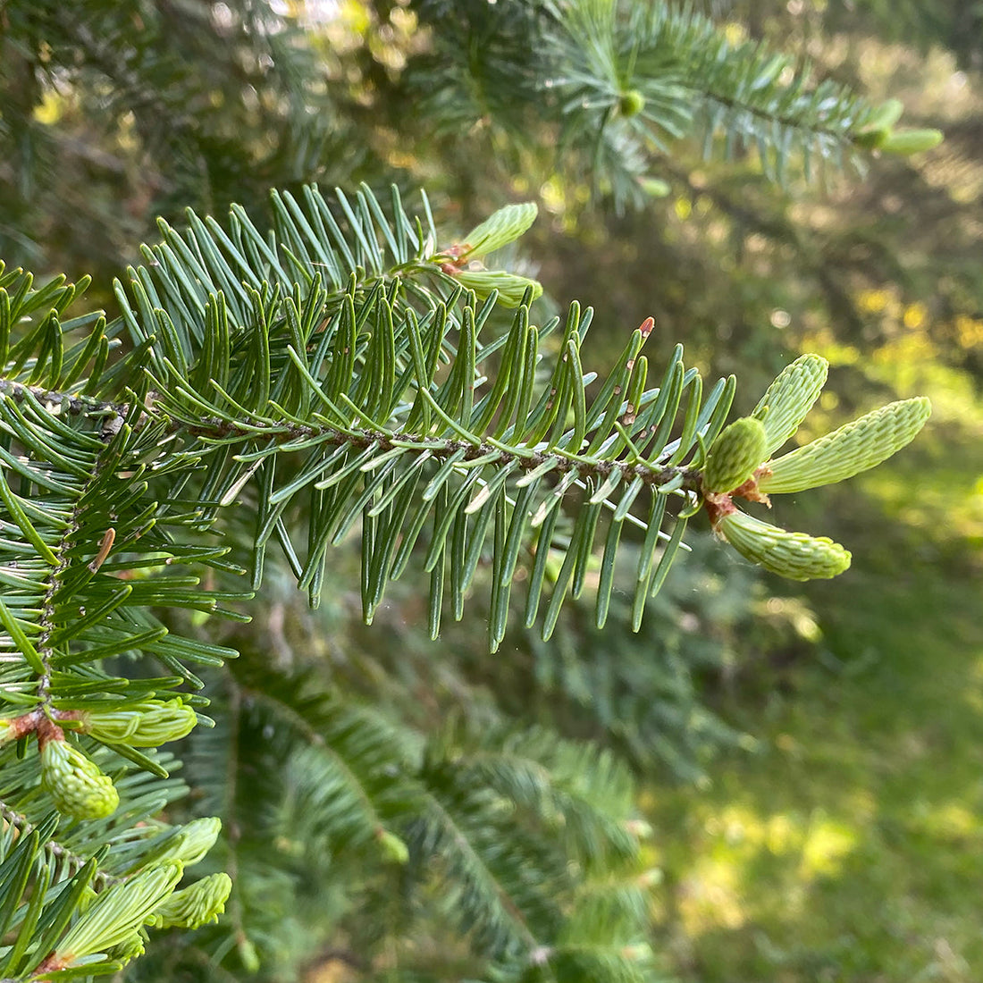 Balsam Tree: The Ultimate Guide to Its Benefits, Care, and Mystical Properties