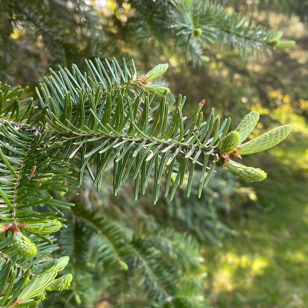 Balsam Tree: The Ultimate Guide to Its Benefits, Care, and Mystical Properties