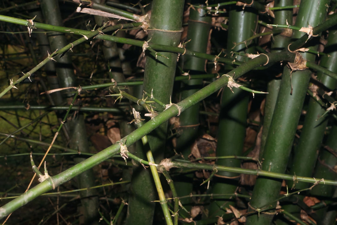 Giant Thorny Bamboo / Indian Thorny Bamboo: A Thorny Giant With a Green Heart 🌱