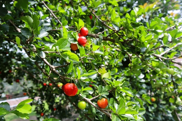 Barbados Cherry Tree: Discover the Hidden Health Benefits and Culinary Delights of This Tropical Marvel!