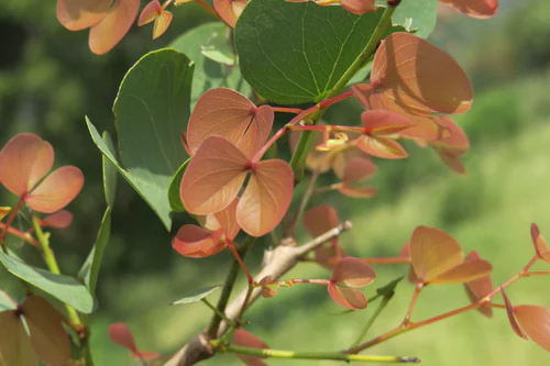 Bastard Teak Tree: The Hidden Gem of Sustainable Forestry and Its Incredible Benefits!