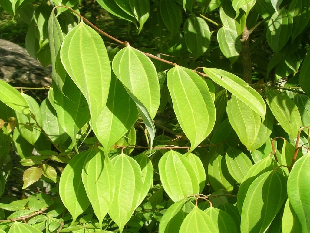 Indian Bay Tree: Nature's Aromatic Wonder for Health & Cuisine