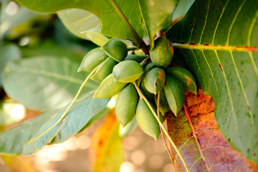 Beach Almond Tree: The Ultimate Guide to Its Benefits, Care, and Coastal Charm