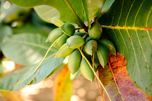 Beach Almond Tree