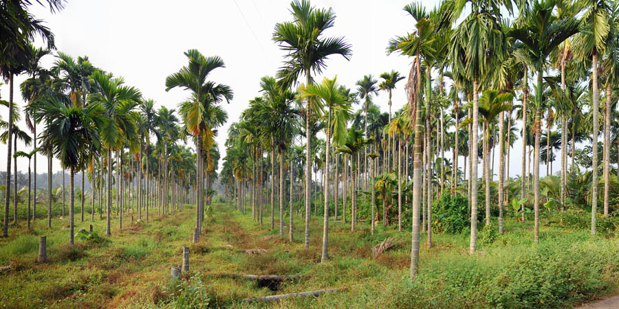 Betel Nut Palm Tree: The Hidden Treasures and Health Benefits You Never Knew!