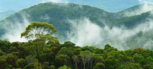 The Future of Forests: Adapting to a Changing Climate