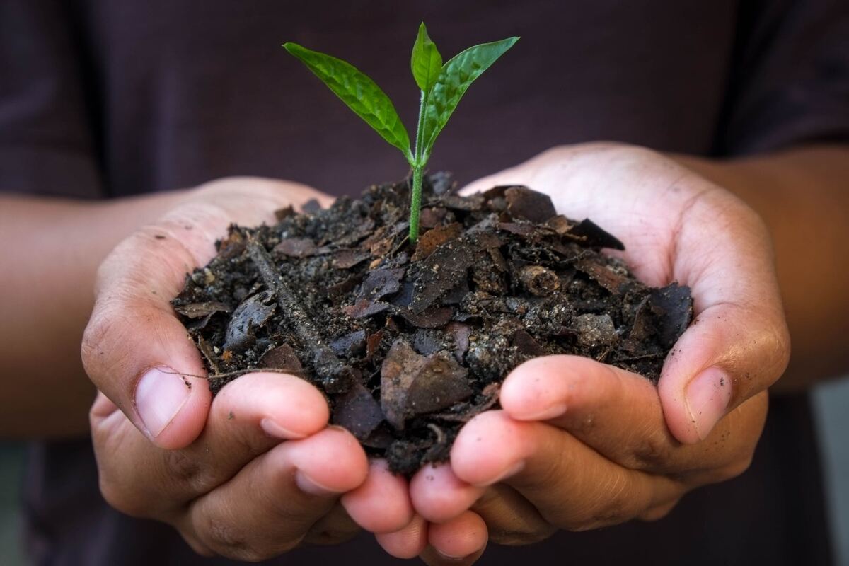 Hands holding dark biochar-rich soil with a young seedling