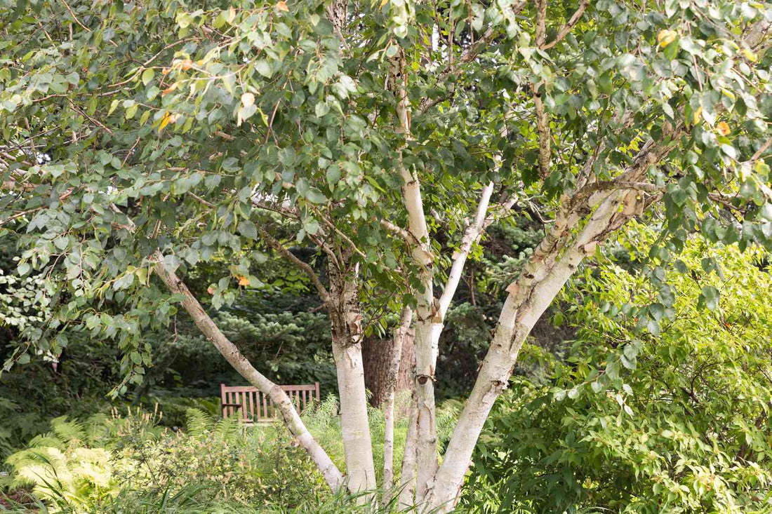 Birch Tree: Discover the Hidden Benefits and Beauty of Nature's Silver Sentinel