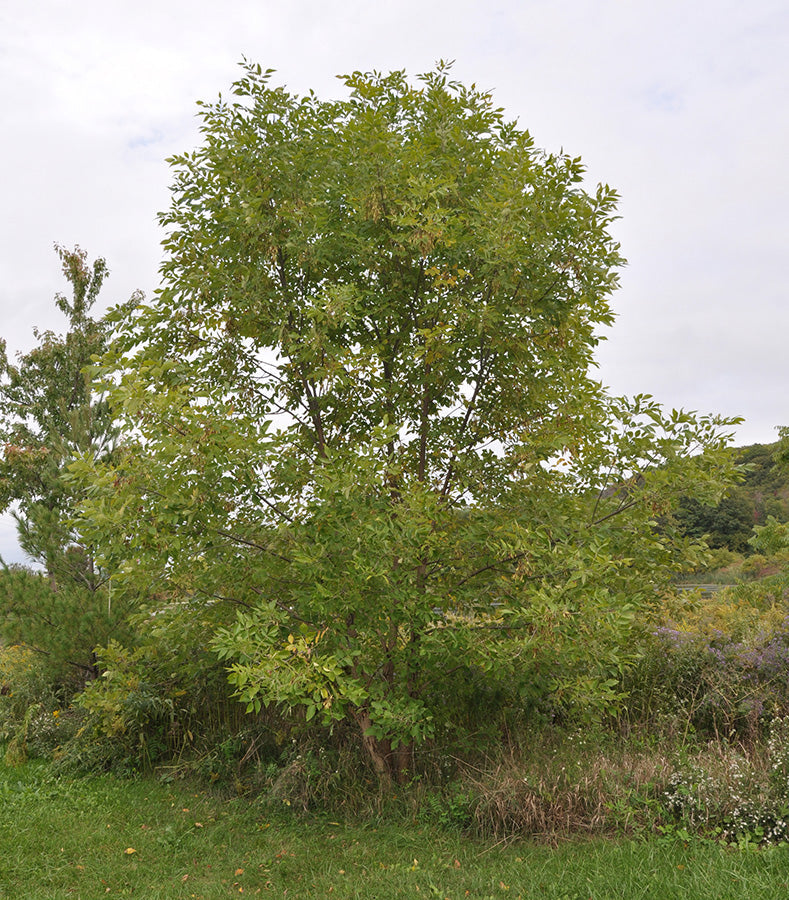 Black Ash Tree: Unveiling the Secrets, Benefits, and Care Tips for This Majestic Species