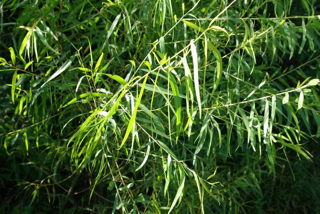 Black Willow Tree: Unveiling the Secrets of Nature's Resilient Beauty and Benefits