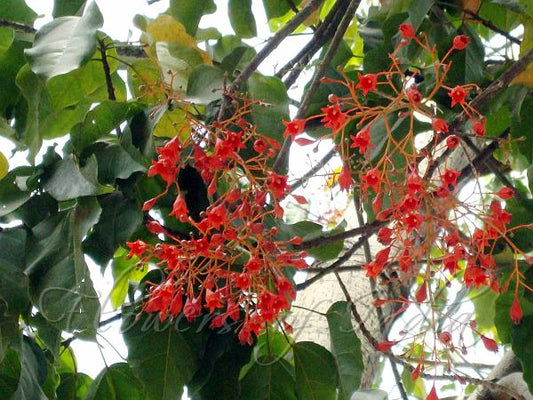 Blackboard Tree: Unveiling the Secrets of Nature's Hidden Gem for Your Garden