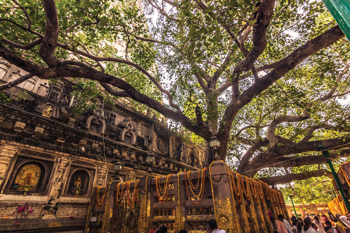 Why Trees Are Sacred to Us: Ancient Wisdom Meets Modern Science