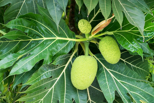 Breadfruit Tree: The Ultimate Guide to Cultivating Nature's Superfood for Your Garden
