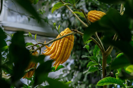 Buddha’s Hand Tree: Unlocking the Mystical Benefits and Unique Uses of This Enigmatic Citrus