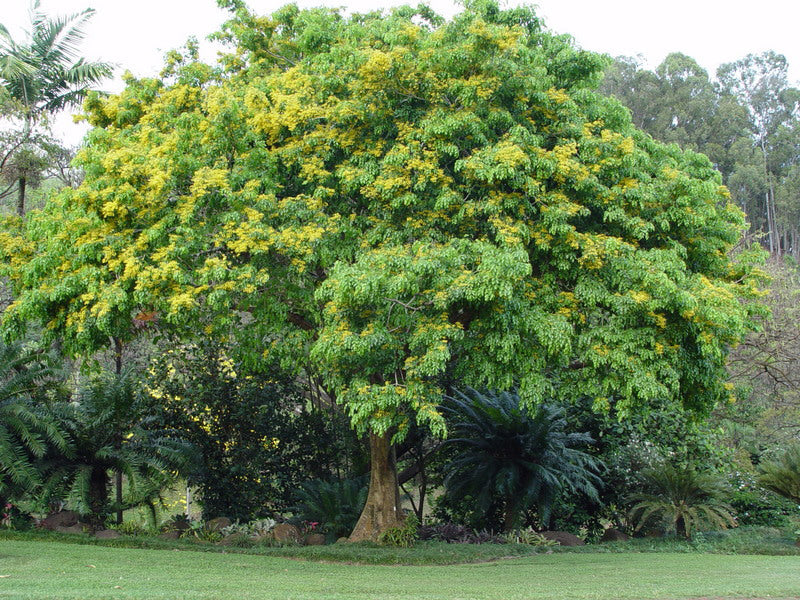 Burma Padauk Tree: Discover the Hidden Beauty and Benefits of This Tropical Marvel