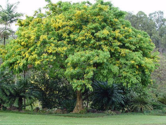 Burma Padauk Tree: Discover the Hidden Beauty and Benefits of This Tropical Marvel