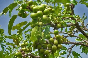 Butter Tree: Unlocking the Secrets of Nature’s Creamy Wonder for Health and Wellness