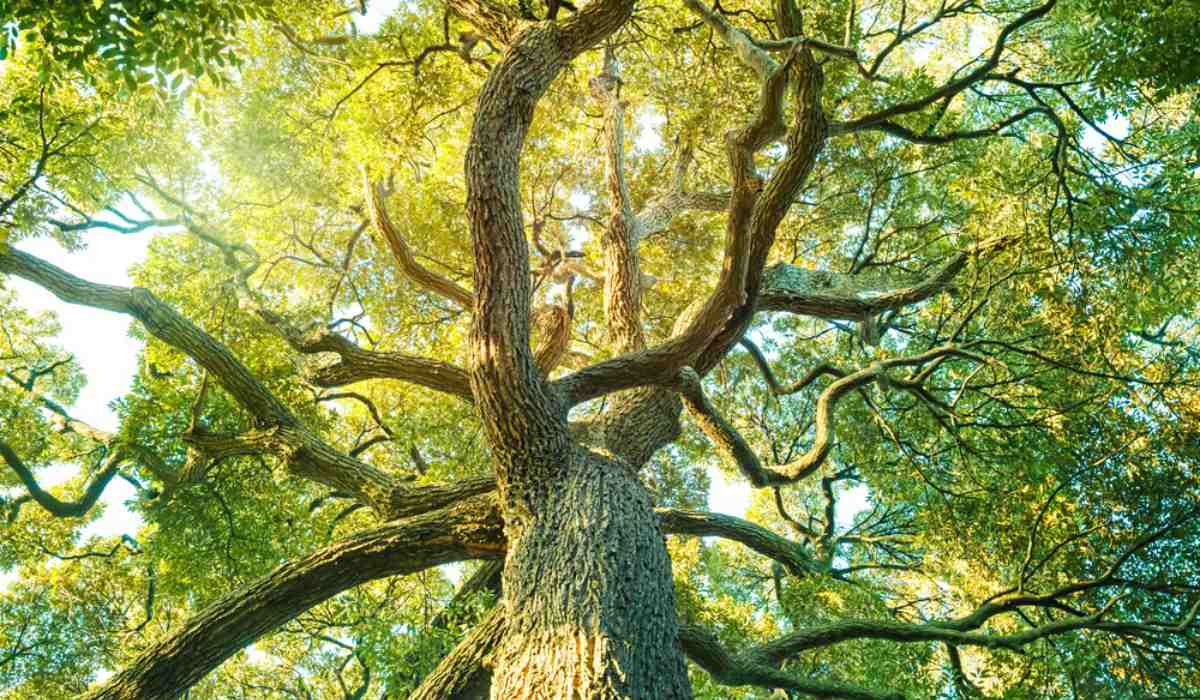 Camphorwood Tree: Unveiling Hidden Benefits & Nature's Aromatic Wonder