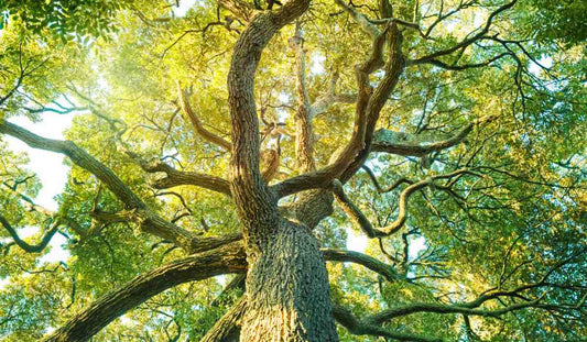 Camphorwood Tree: Unveiling the Hidden Benefits and Mystique of Nature's Aromatic Wonder